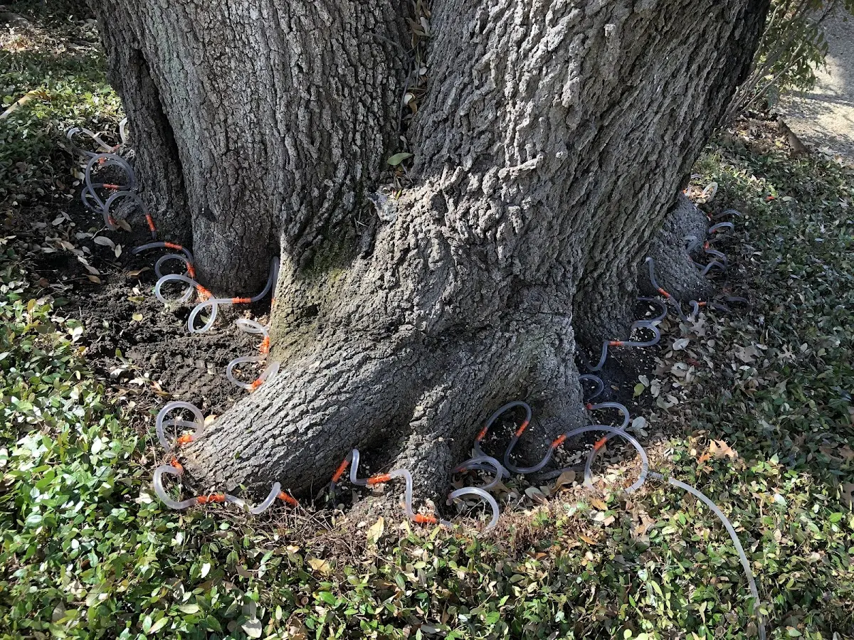 Detailed Tree Cabling and Bracing job site in Eatontown